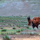 Bactrian camel loose its winter coat