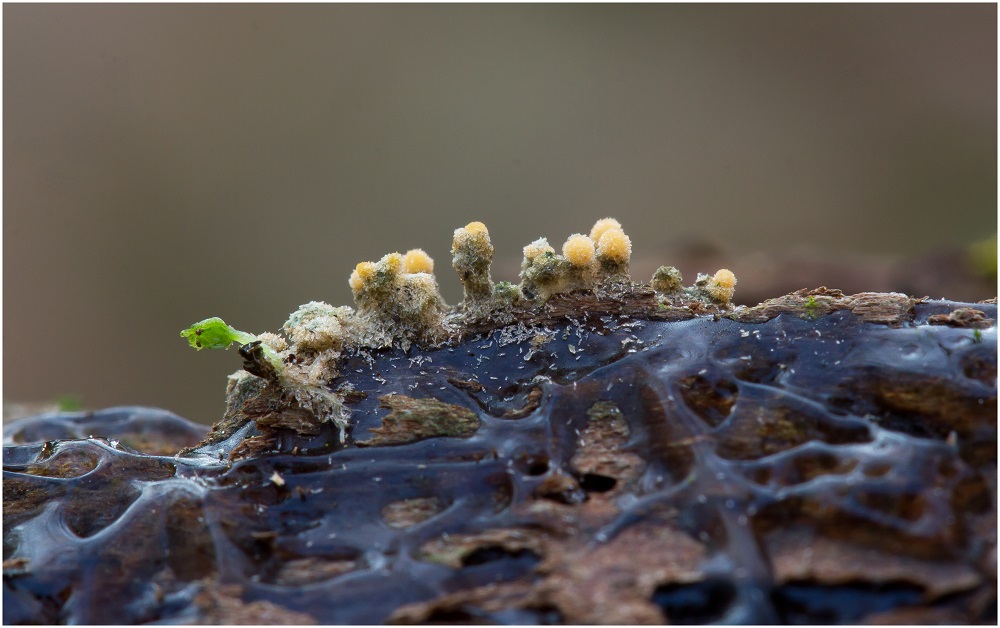Bactridium flavum Foto & Bild pflanzen, pilze & flechten, pilze