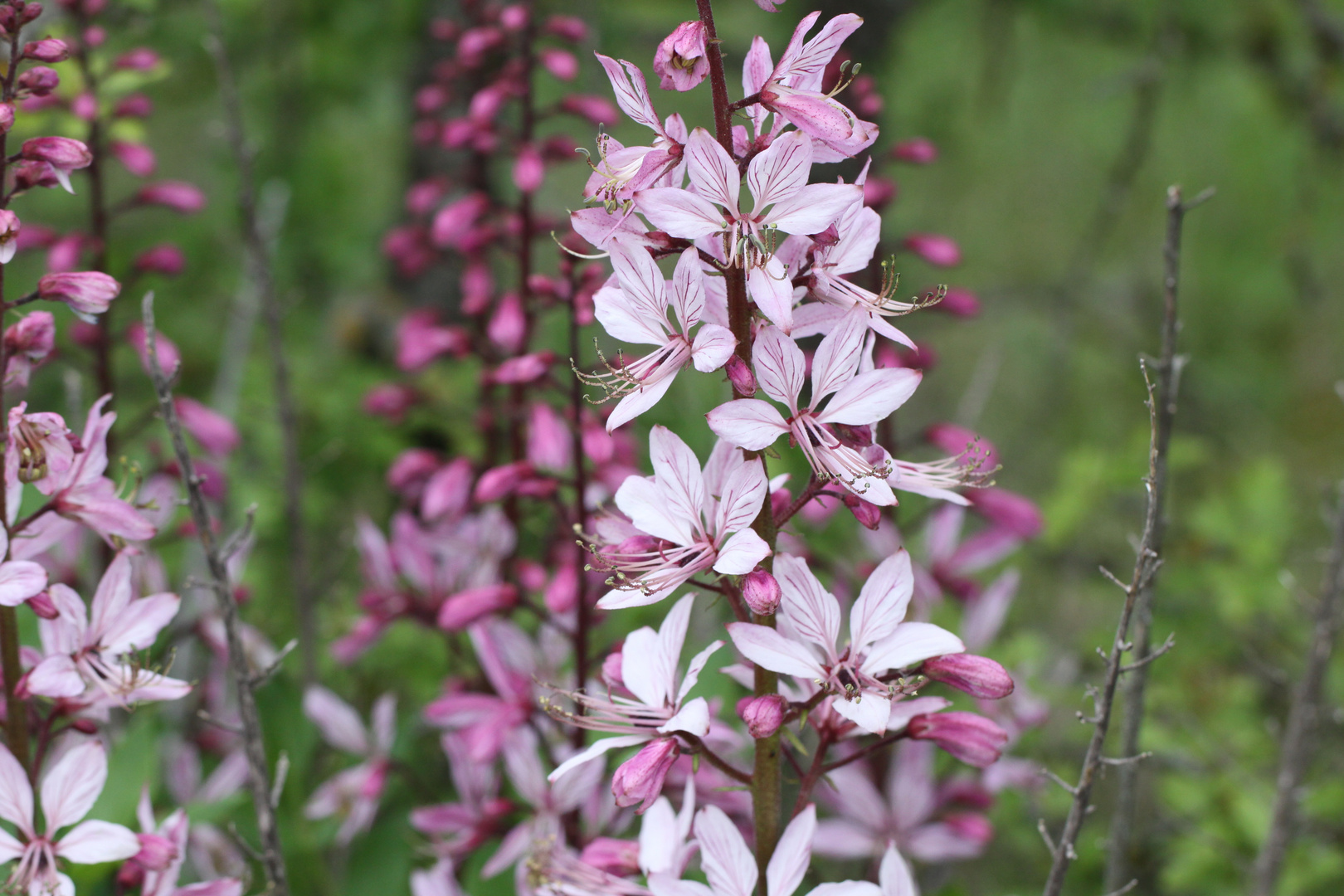 Bad Bellingen, Orchideenpfad