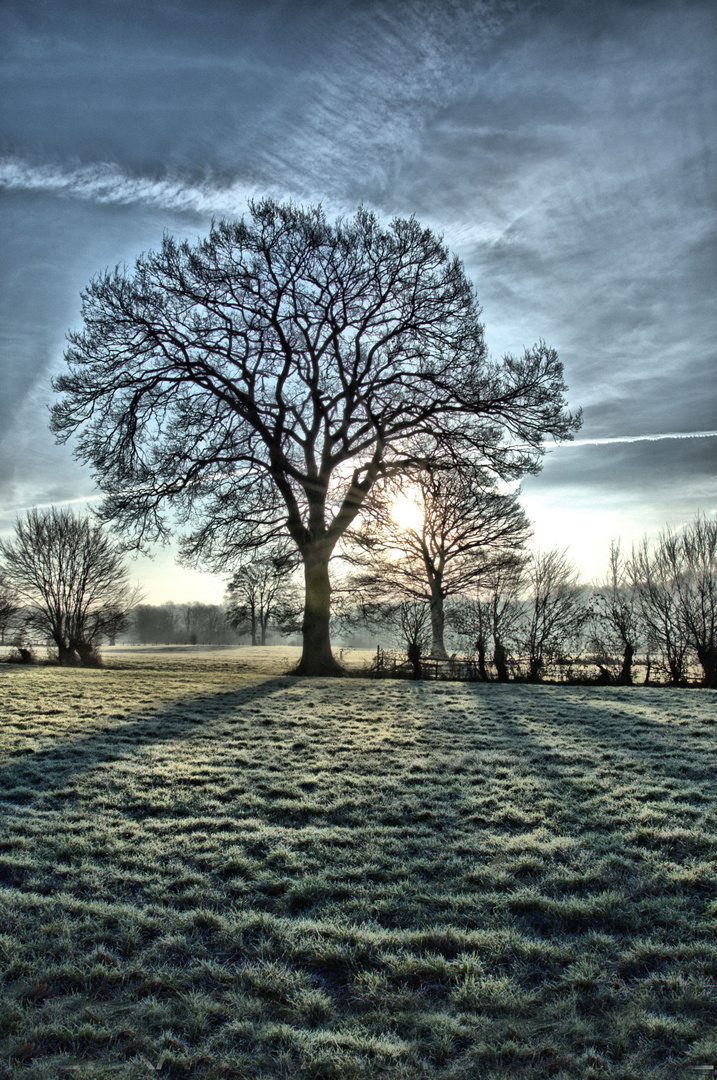 Bad Bentheim - Der Baum 