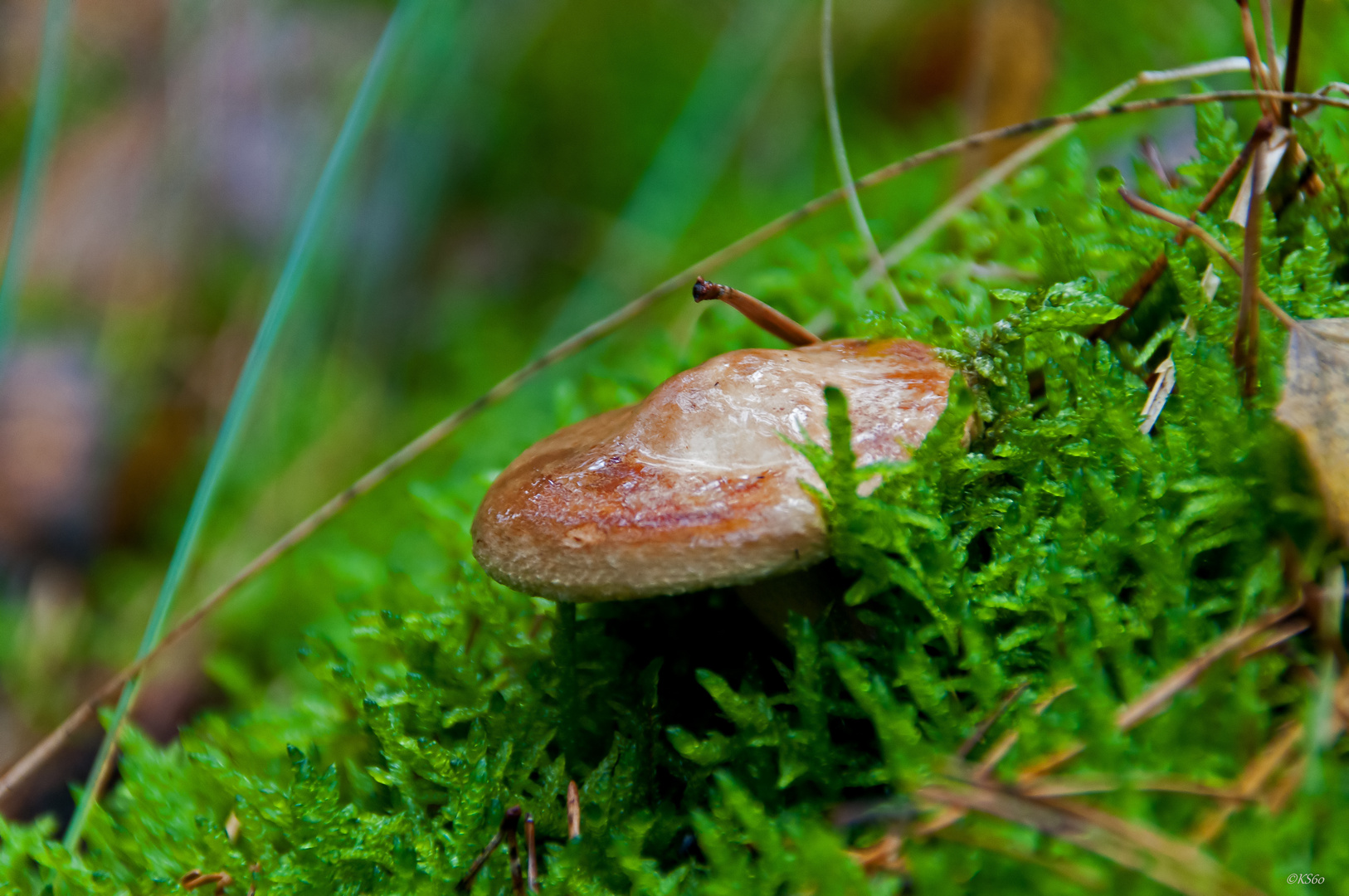 ... Bad Bodenteich - UFO-Schwammerl ...