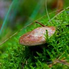 ... Bad Bodenteich - UFO-Schwammerl ...