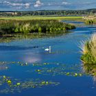 Bad Buchau - Federsee