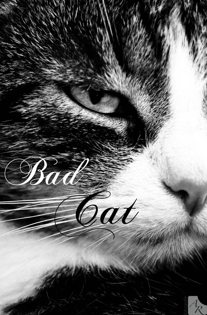 *Bad Cat*