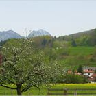 Bad Feilnbacher Frühling