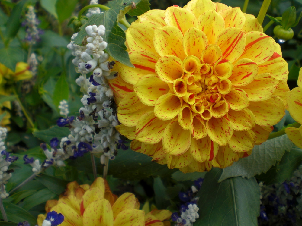 Bad Füssinger Blumenpracht II