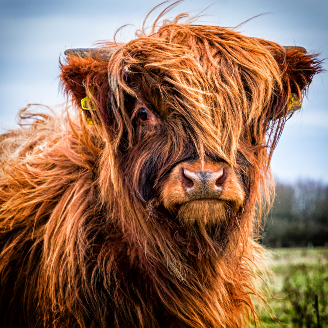 Bad Hair Day