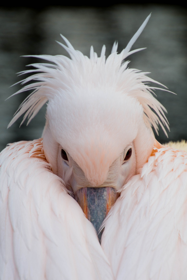 Bad Hair Day