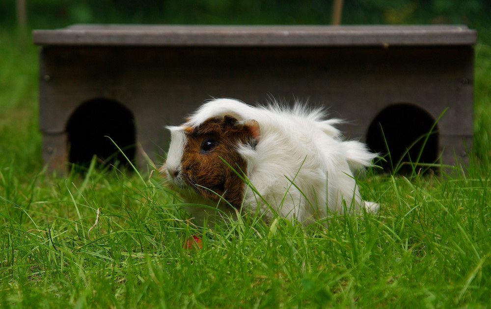 BAD HAIR DAY