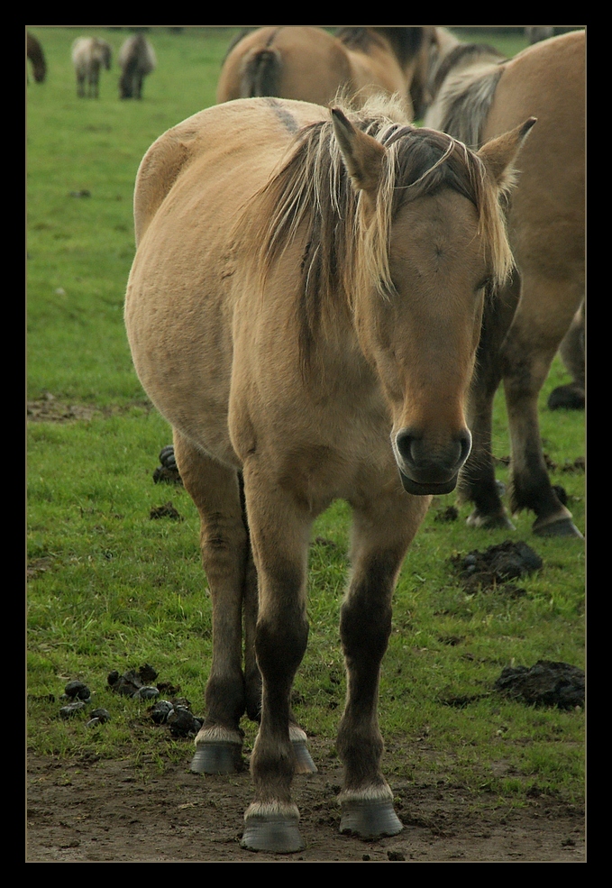 Bad hair day