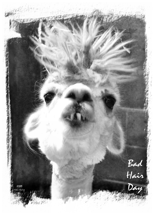 Bad Hair Day