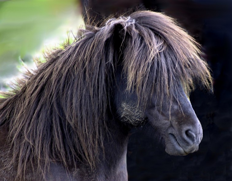 Bad Hair Day