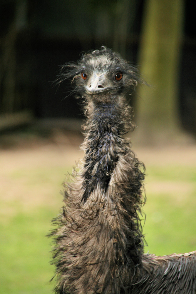 Bad Hair day!