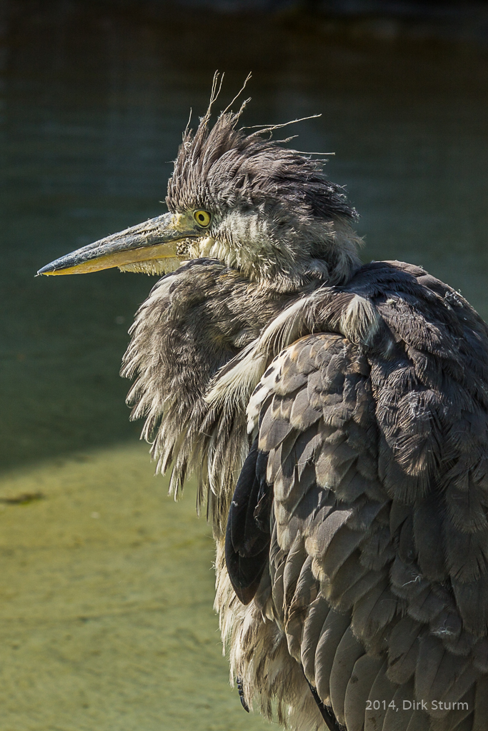 Bad Hair Day?