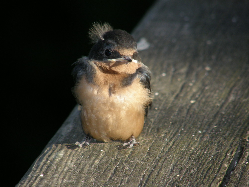 Bad Hair Day