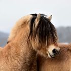 Bad Hair Day