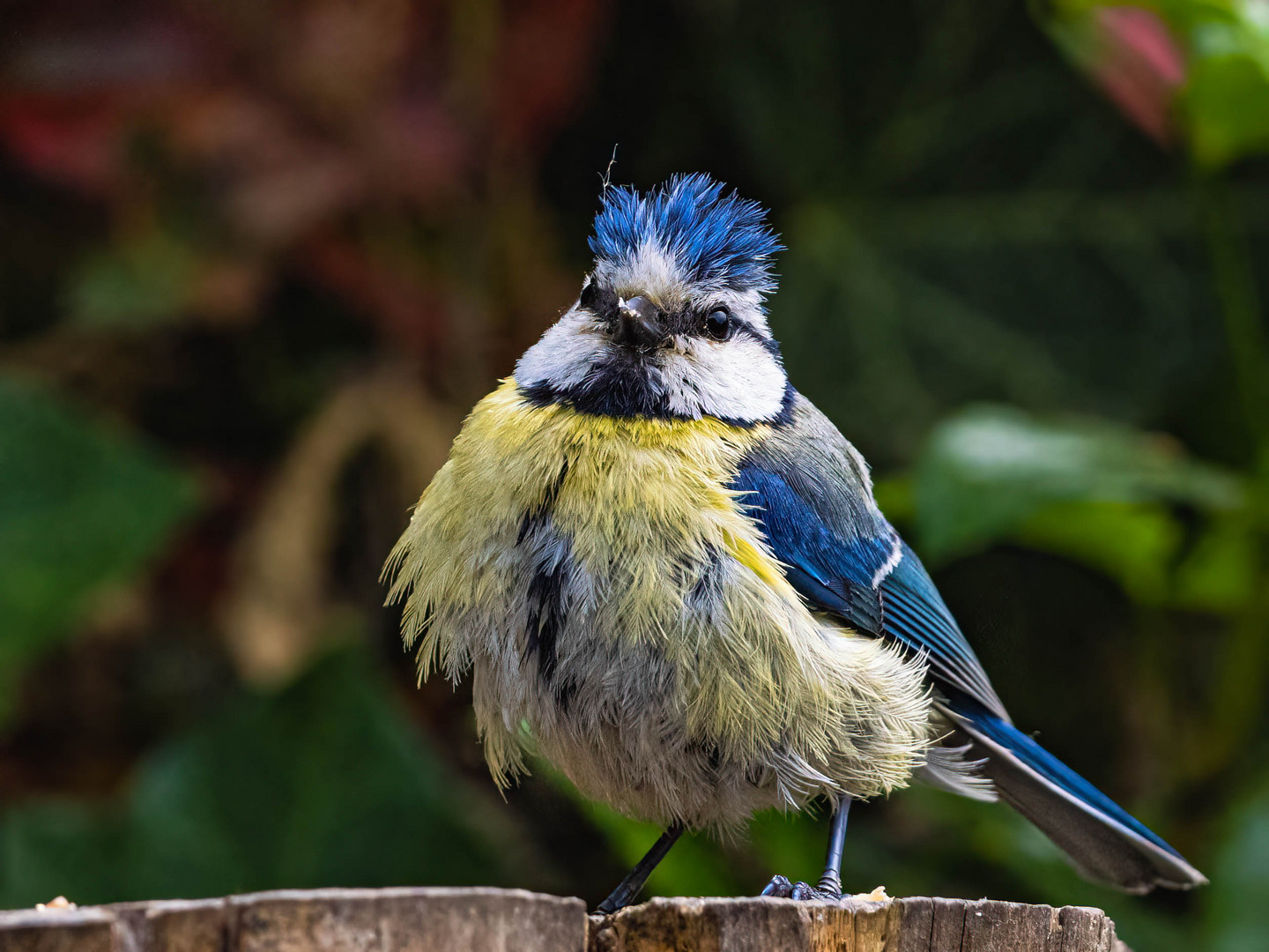 Bad Hairday