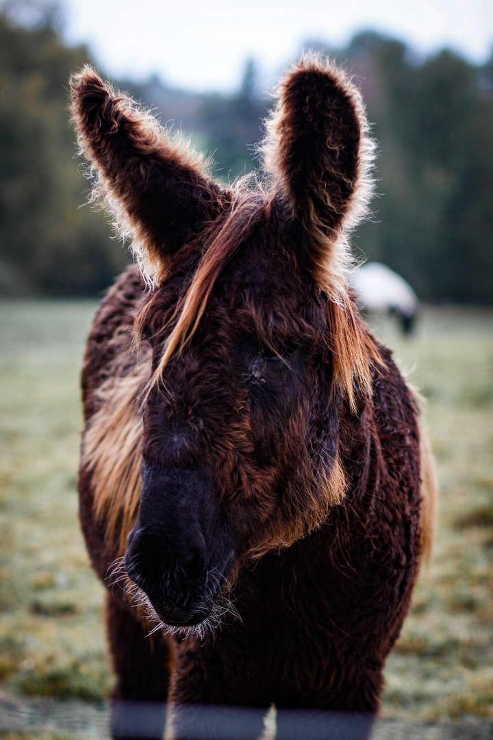 bad hairday donkey