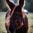 bad hairday donkey