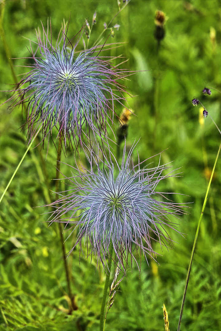 bad hairday