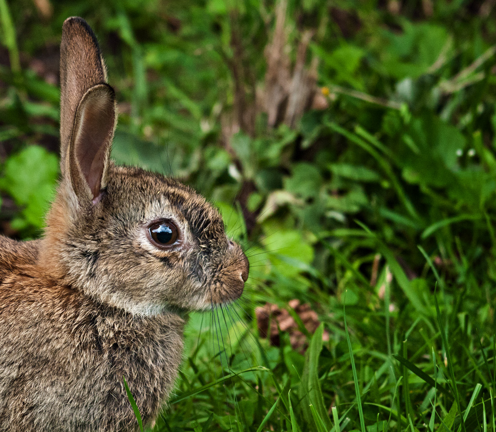 bad hare day (III)