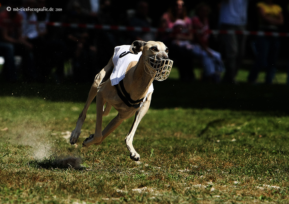 Bad Homburg 2009