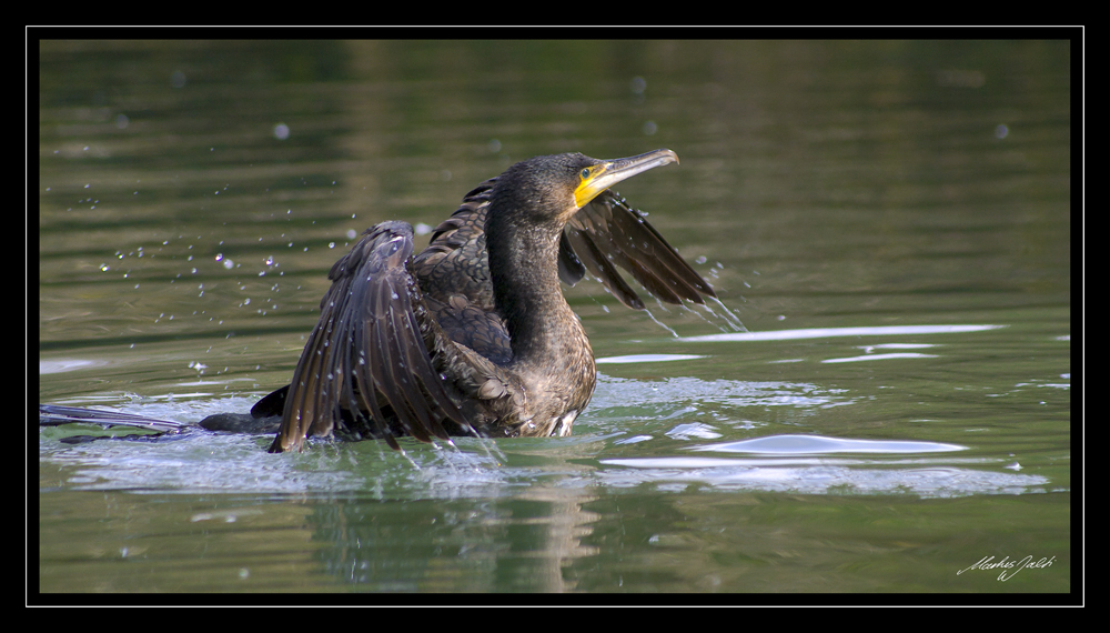 Bad im Teich