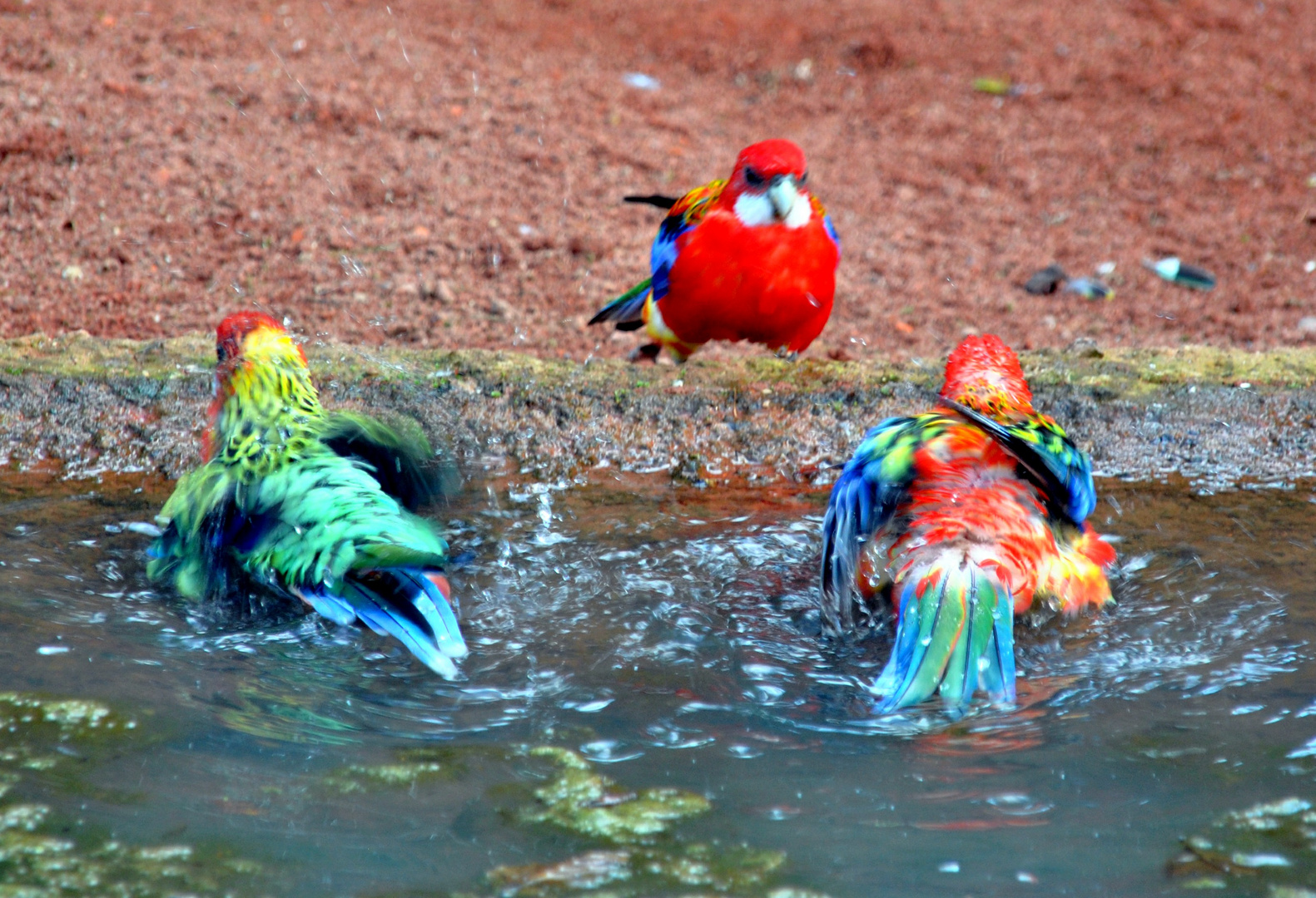 Bad im Tierpark Marlow