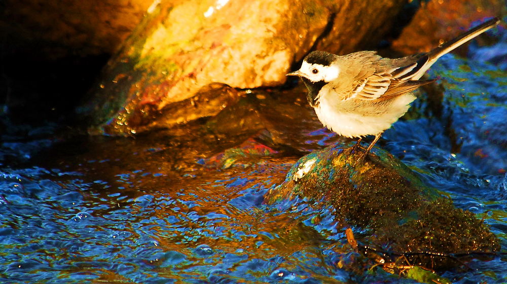 Bad in der Abendsonne - Bachstelze (Motacilla alba alba)