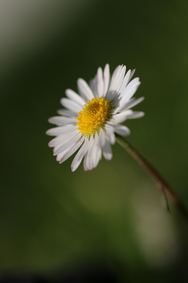 Bad in der Frühlingssonne