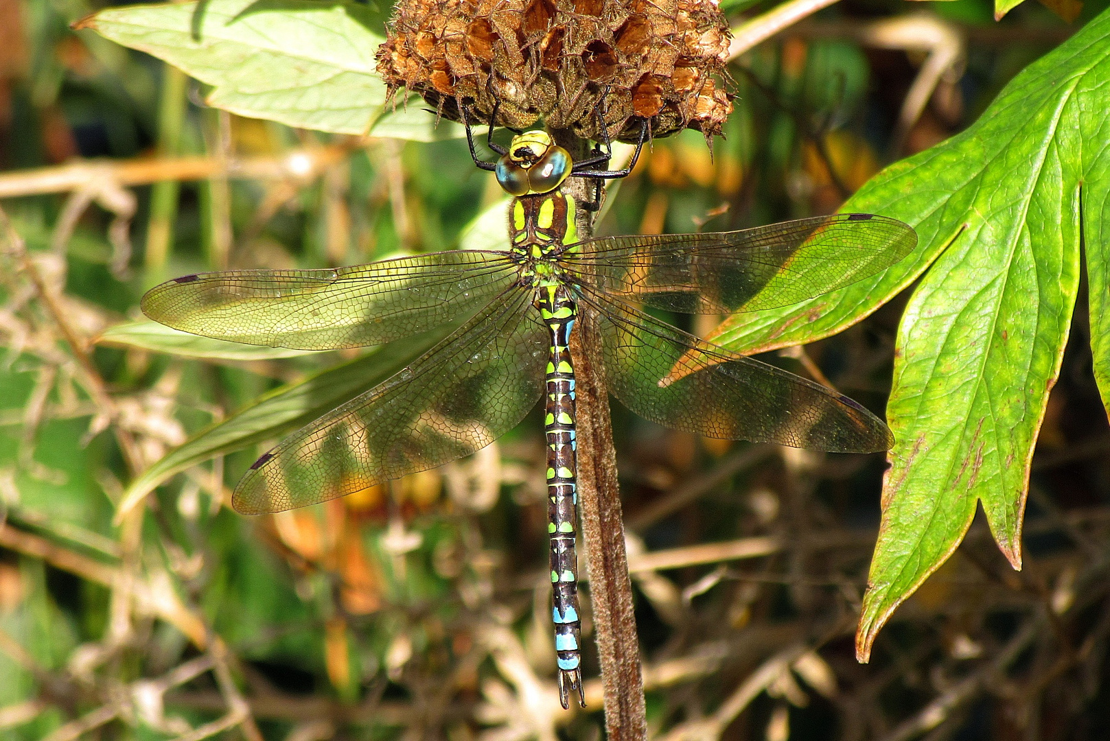 Bad in der Herbstsonne - Blaugrüne Mosaikjungfer (Aeshna cyanea) - 1 - Männchen