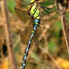 Bad in der Herbstsonne - Blaugrüne Mosaikjungfer (Aeshna cyanea) - 2 - Männchen