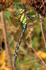 Bad in der Herbstsonne - Blaugrüne Mosaikjungfer (Aeshna cyanea) - 2 - Männchen