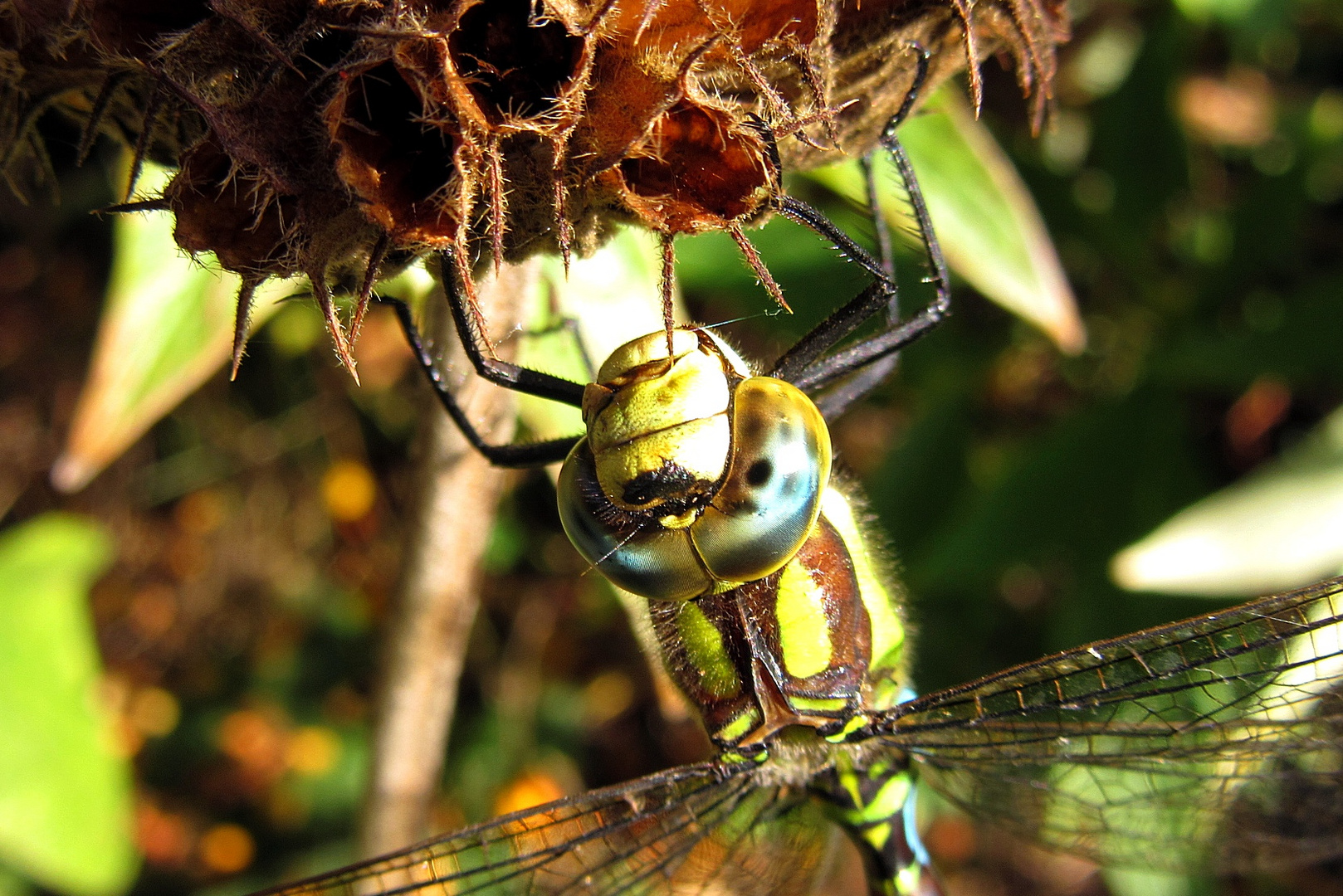 Bad in der Herbstsonne - Blaugrüne Mosaikjungfer (Aeshna cyanea) - 3 - Männchen