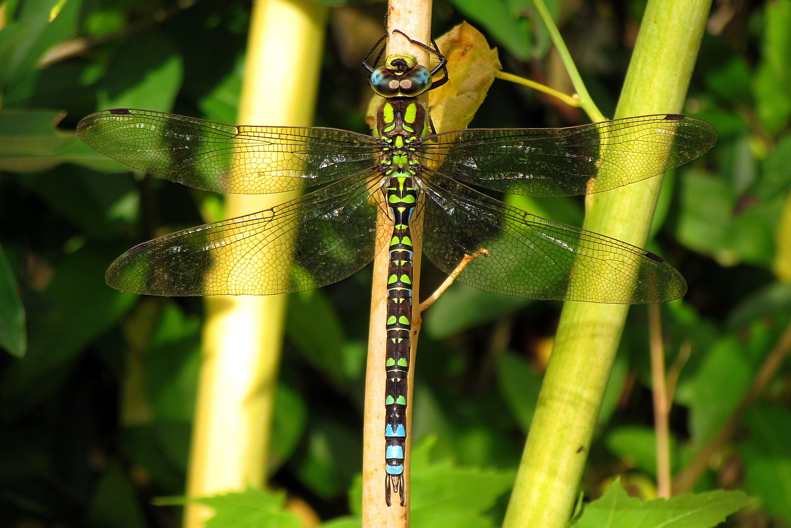 Bad in der Herbstsonne - Blaugrüne Mosaikjungfer (Aeshna cyanea) - 5 - Männchen