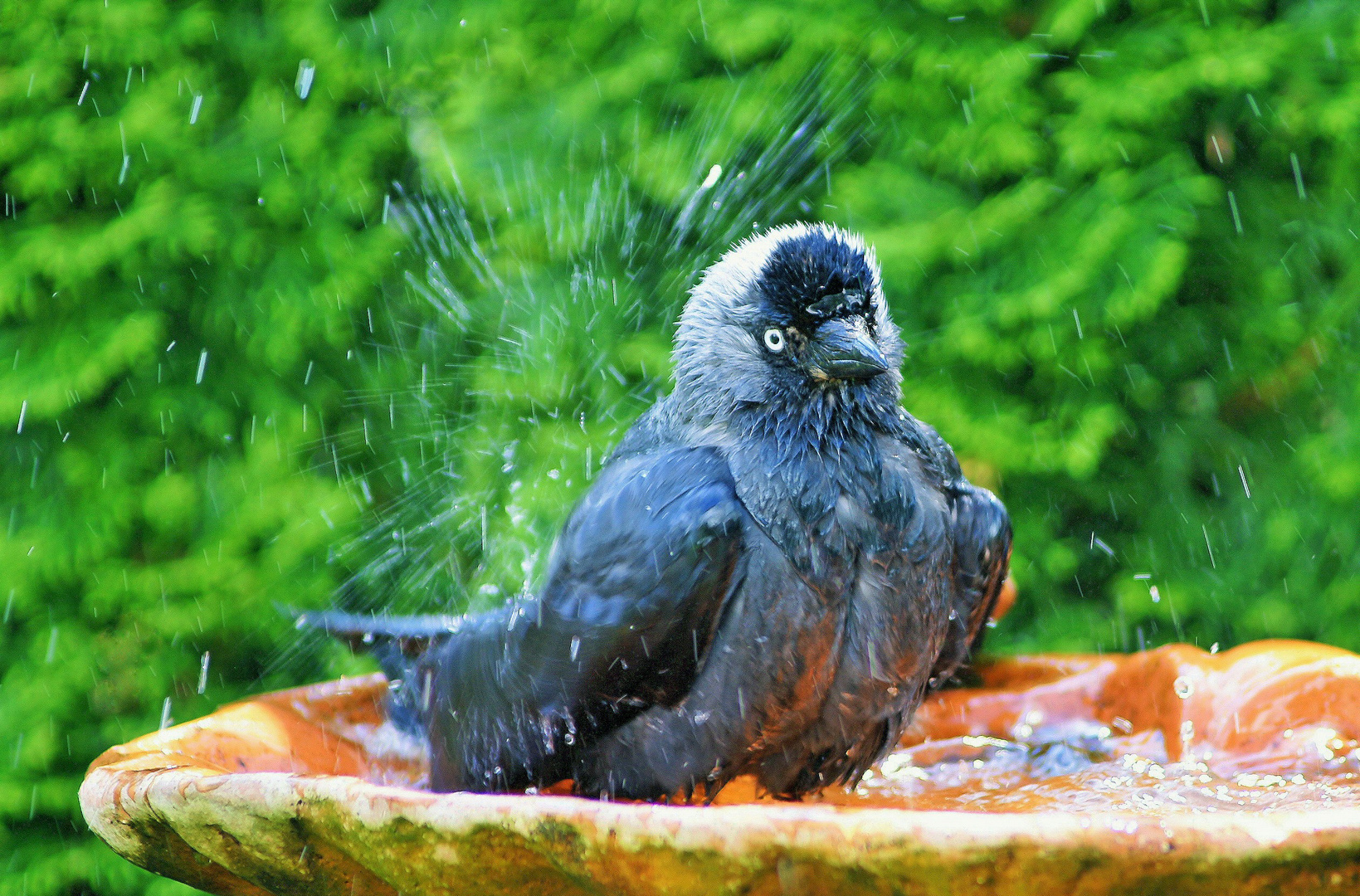 Bad in der Vogeltränke