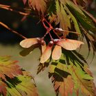 Bad Krozingen_2018 09 19_0005