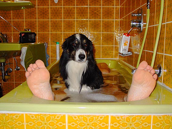 Bad mit Hund