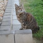 Bad Münstereifeleraner Wildkatze