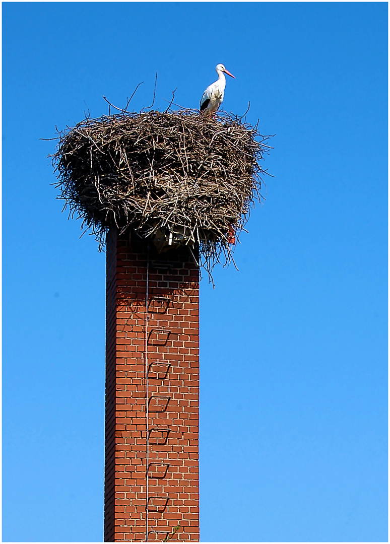 Bad Nenndorf - Ein einsamer Storch