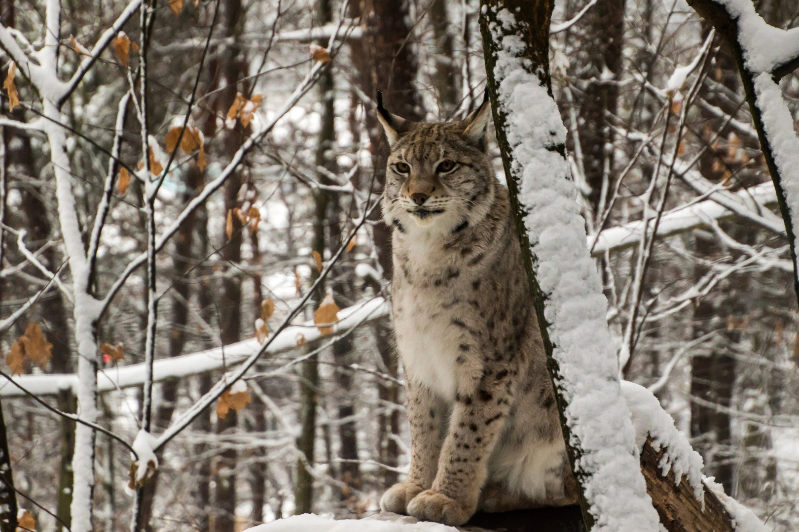 Bad Schandauer Luchs -3247 Kopie