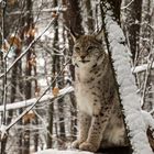 Bad Schandauer Luchs -3247 Kopie