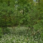 Bad Vilbel: Im Bärlauch – Wald 01
