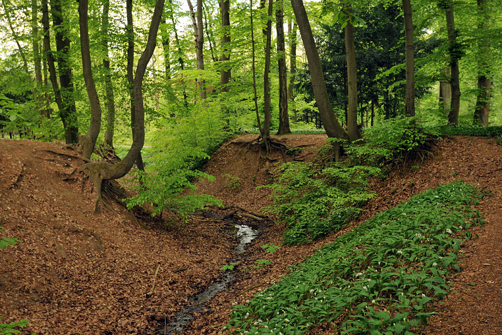 Bad Vilbel: Im Bärlauch – Wald 03