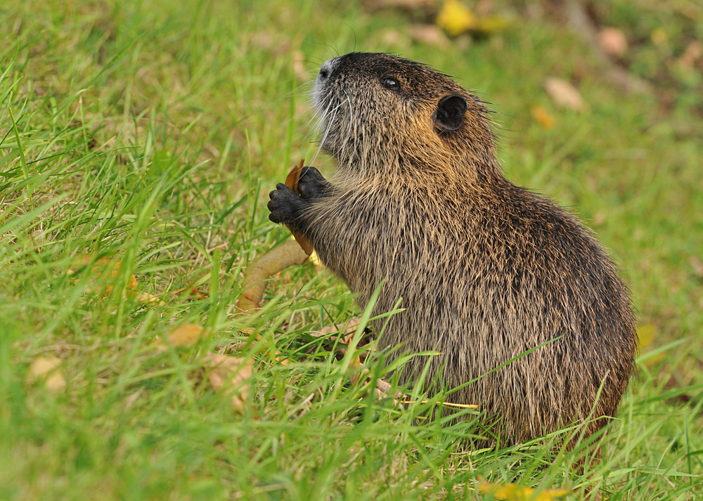 Bad Vilbel, Wasserburg: Nutria – Abfüllstation 01