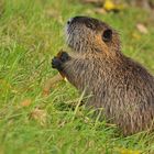 Bad Vilbel, Wasserburg: Nutria – Abfüllstation 01