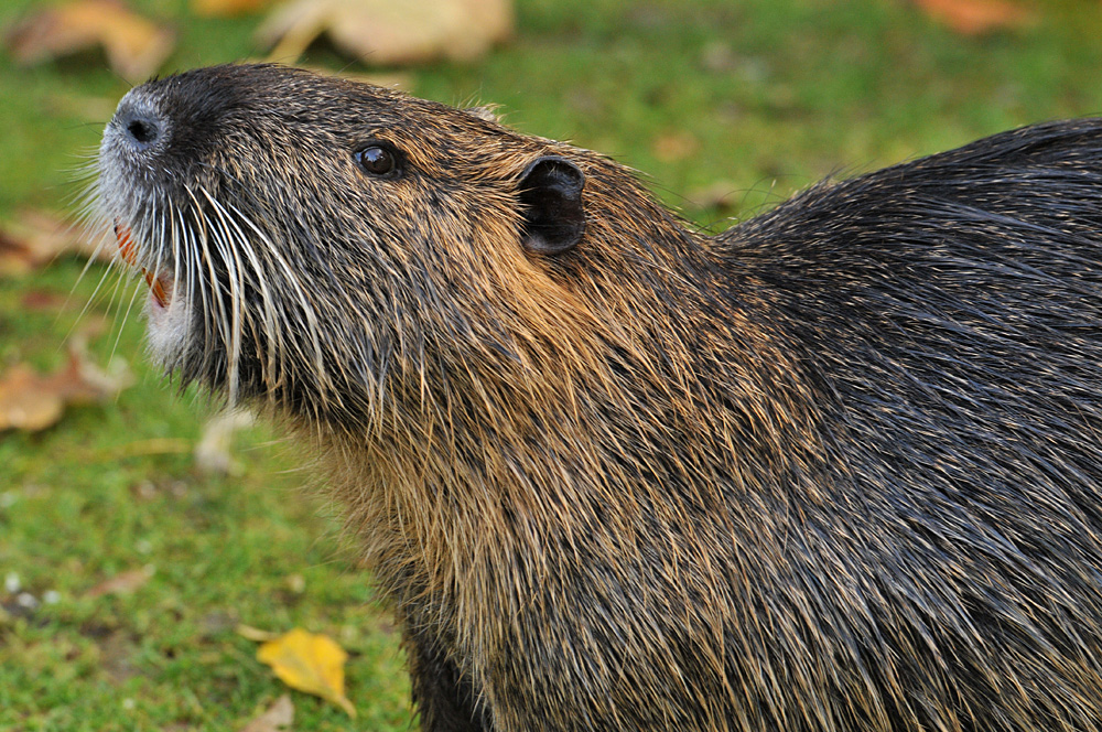 Bad Vilbel, Wasserburg: Nutria – Abfüllstation 02