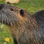 Bad Vilbel, Wasserburg: Nutria – Abfüllstation 02