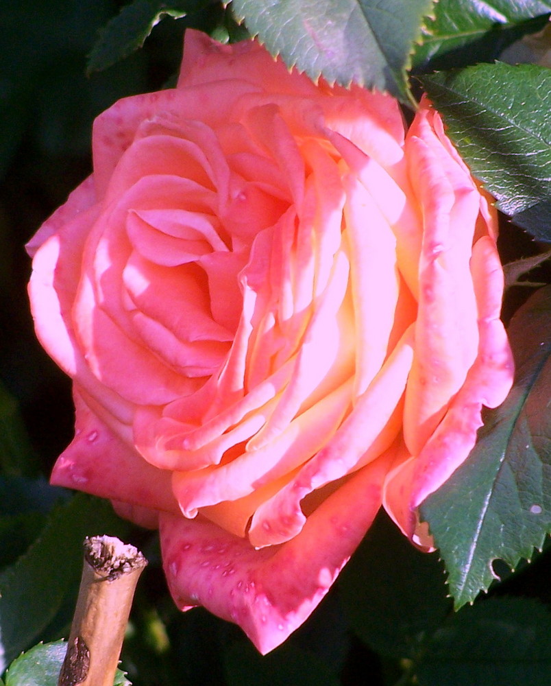 Bad Wildunger Rose