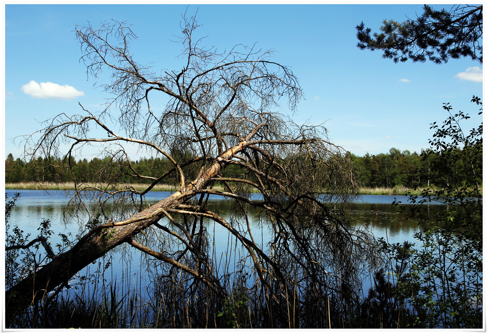 Bad Wurzacher Moor